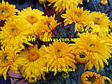 Хризантема садова СОНЦЕ ПУСТЕЛІ 0,5л, фото 4