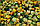 Корона насінна декоративного гарбуза (Satimex) 20 шт, фото 3