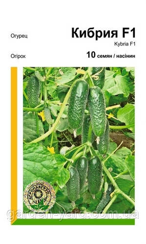 Насіння огірок Кібрія F1 10 шт. Rijk Zwaan Нідерланди