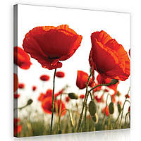 Картина на холсте 80х80 см Цветы красные маки (PP10084O2)