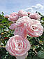 Ханс Гоневейн Роуз (Hans Gonewein Rose), фото 11