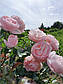 Ханс Гоневейн Роуз (Hans Gonewein Rose), фото 10