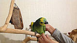 Синьолобий амазон (Amazona aestiva), фото 3