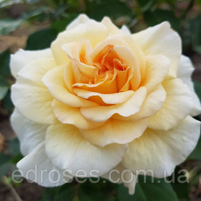 Мен аққұбаның лобальды аймағына жабыстым.