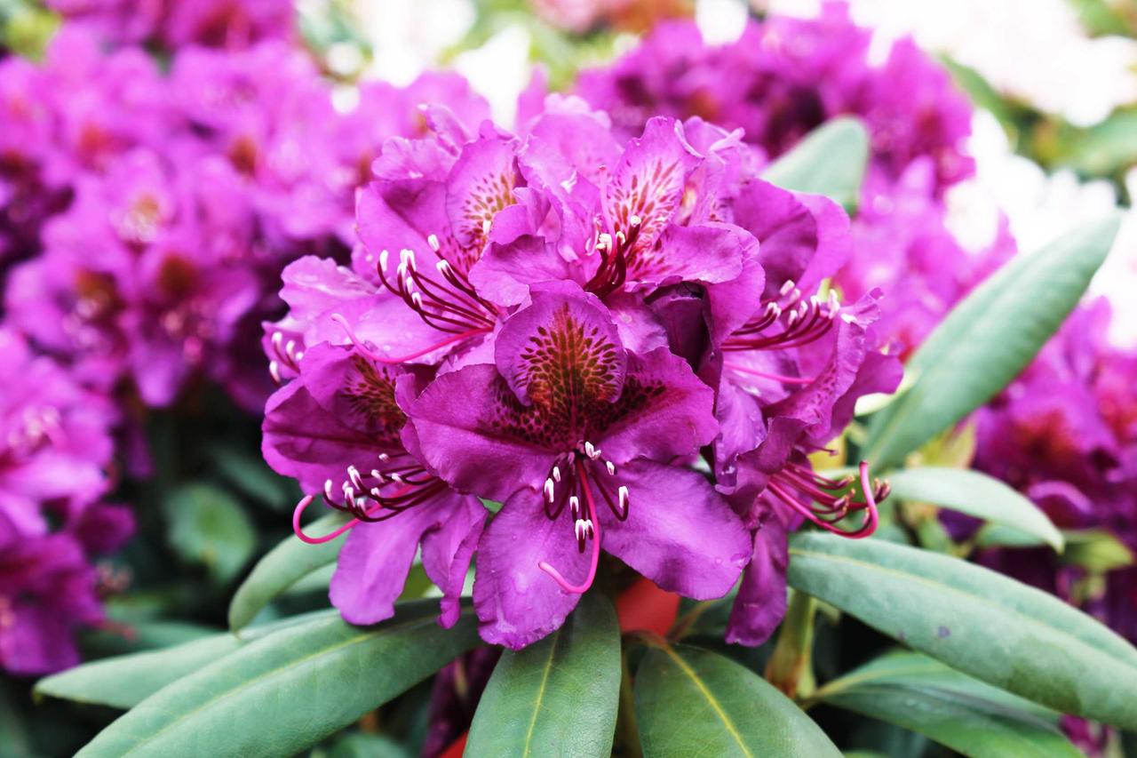 Рододендрон Каренс (Karens), фото 1