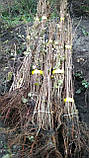 Саджанці фундука сорт Дар Павено, тонкокорий, довгастий лісовий горіх. Двох і Трирічні, фото 2