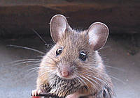 Як позбутися від щурів і мишей ? Грызущие шкідники !