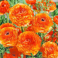 Лютик махровий жовтогарячий, полуниці-луковиці