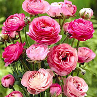 Лютик махровий рожевий, полуни-луковиці