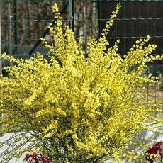 Ракитник Golden Sunlight 2 річний, Ракитник Голден Санлайт, Cytisus scoparius Golden Sunlight, фото 3