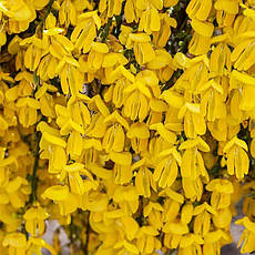 Ракитник Golden Sunlight 2 річний, Ракитник Голден Санлайт, Cytisus scoparius Golden Sunlight, фото 5