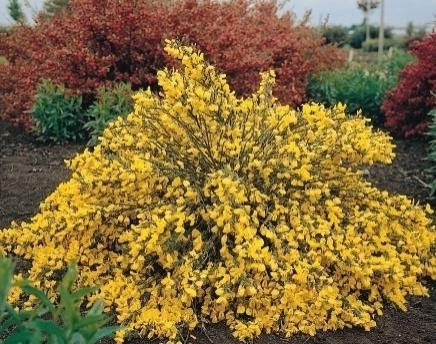 Ракитник Golden Sunlight 2 річний, Ракитник Голден Санлайт, Cytisus scoparius Golden Sunlight, фото 1