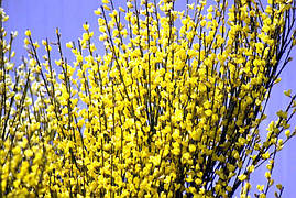 Ракитник Golden Sunlight 2 річний, Ракитник Голден Санлайт, Cytisus scoparius Golden Sunlight, фото 4
