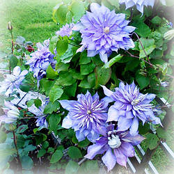 Декоративні та листяні рослини