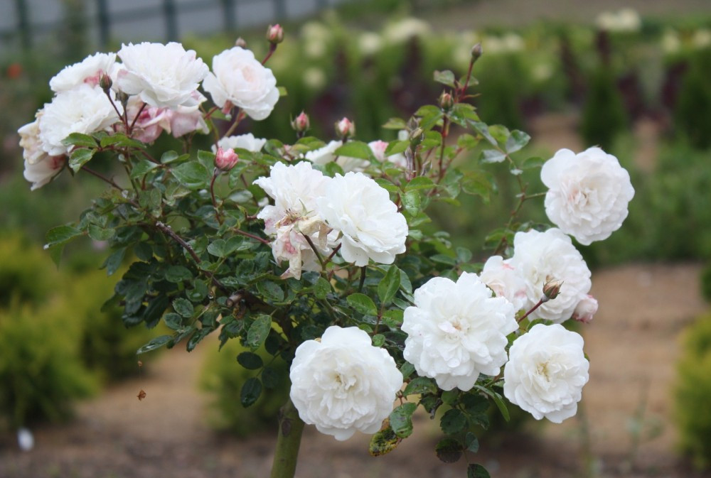 Рози «Свани» (Swany) штамб, фото 1