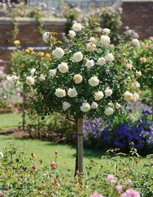 Троянди Сорт «Крокус Роуз» штамб, фото 1