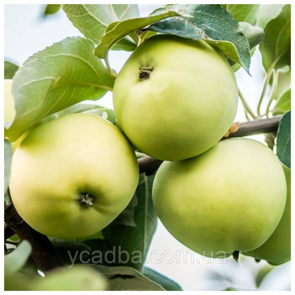 Яблуня Білий налив (літня), фото 1