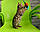Дівчинка бенгал, ін. 15.06.2020. Бенгальські кошенята з розплідника Royal Cats. Україна, Київ, фото 7