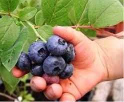 Лохина високоросла Chandler 2 річна, Лохина високоросла Чендлер, Vaccinium corymbosum Chandler