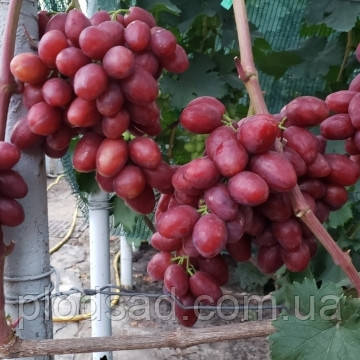 Виноград Велюр