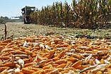 Насіння кукурудзи Даніїл ФАО 280, фото 2
