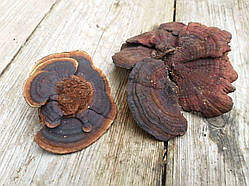 Гриби декоративні сушені для декору 4 шт\уп.,  7х5 см