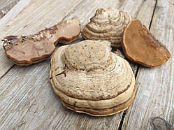 Гриби трутовики декоративні стовбурові 4 шт\уп., р-ри 5-8 см