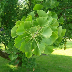 Гінкго Білоба