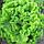Афіціон насіння салату (Rijk Zwaan) 30 шт, фото 2
