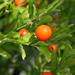 Ашвагандха