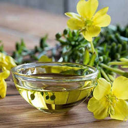 Примула вечірня