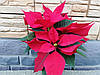 Пуансеттия красная (Рождественская звезда), фото 2