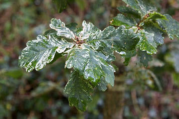 Дуб Argentea Marginata (Висота 2 м)