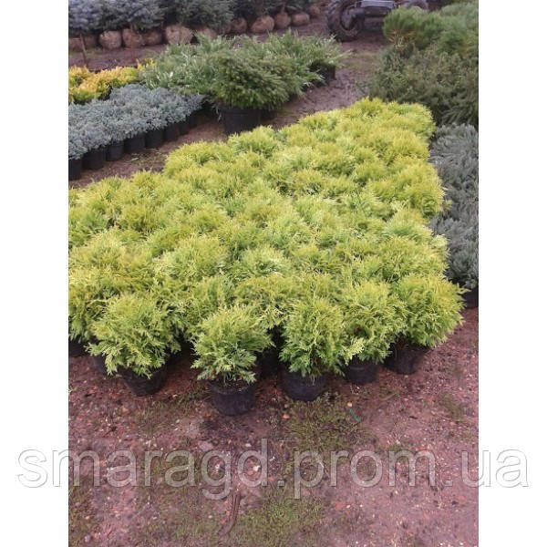 Туя західна — Thuja occidentalis Danica Aurea горщик (діаметр 35 см, гірник C 5)