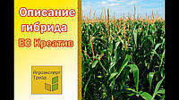 Насіння кукурудзи ES CREATIVE, 1 п.о. 80 000 насінин