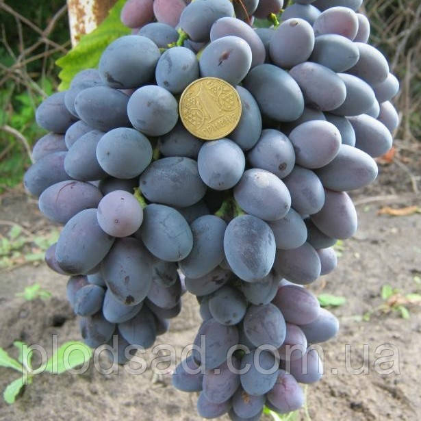 Виноград Атаман Павлюк