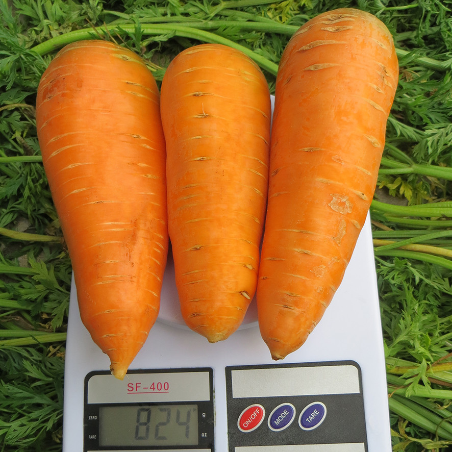 БОЛТЕКС - семена моркови, CLAUSE 500 грамм  в интернет магазине .