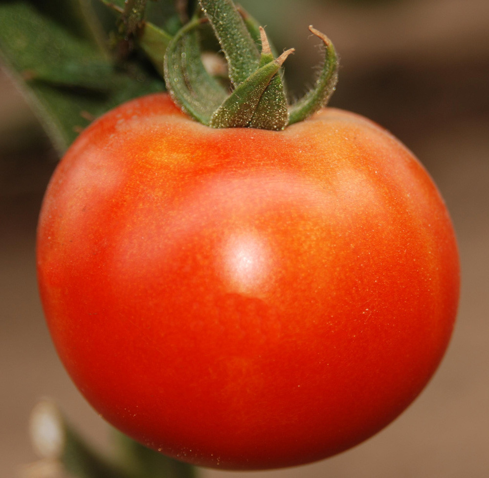 П'ЄТРО F1 - насіння томату, CLAUSE 1000 насінин