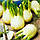 Флоренція насіння фенхелю (Hem Zaden) 0.5 г, фото 2