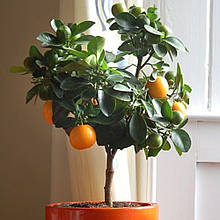 Грейпфрут кімнатний