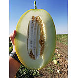 Дайана (INX 1097) F1 (1000 нас.) насіння дині Innova Seeds, фото 3