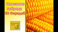 Насіння кукурудзи ES FARADAY, 1 п.о. 80 000 насінин