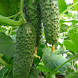 Насіння огірка Арістан F1 (1000 нас.) Bejo, фото 2