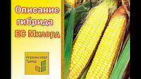 Насіння кукурудзи ES MYLORD, 1 п.о. 80 000 насінин