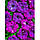 Петунія Зоряне небо F1 — (Дот Стар F1)темно-фіолетова багатобарвкова 10 насіння, фото 2