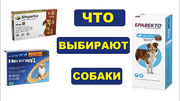 Бравекто, Симпарика або Нексгард. Що краще від кліщів?
