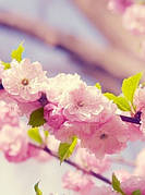 Інтимна гігієна