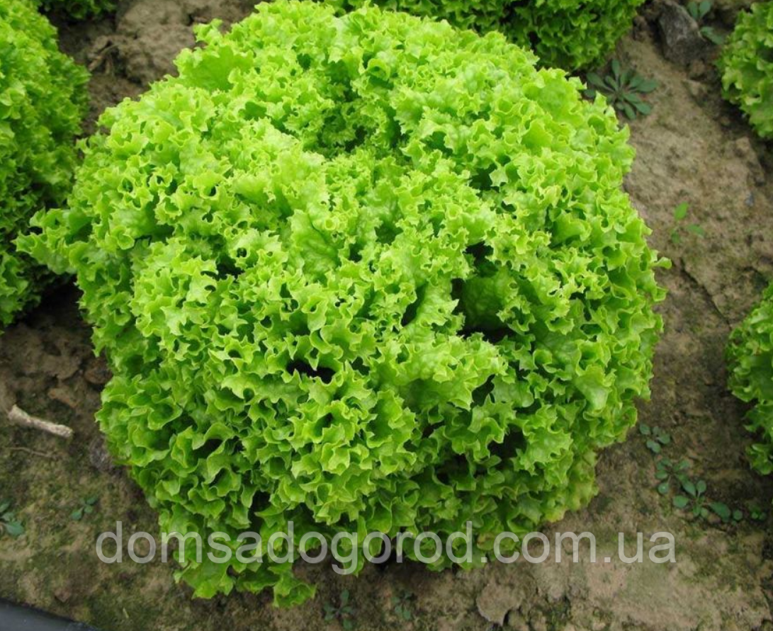 Салат ЛОКАРНО | LOCARNO Rijk Zwaan 1000 насінин ( драже)