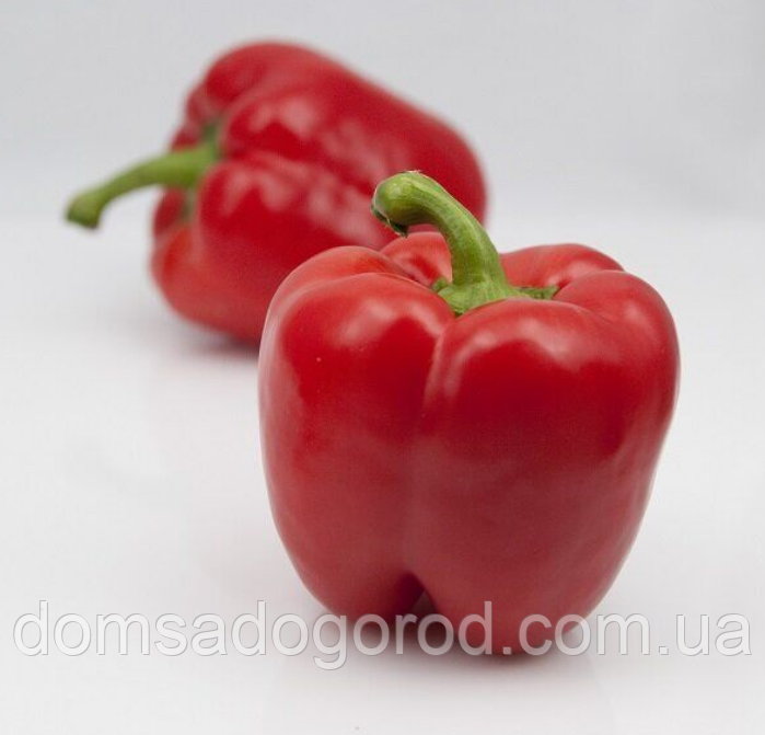 Перець МАЗУРКА | MAZURKA Rijk Zwaan 1000 насінин