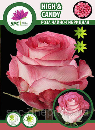 Троянди чайно-гібридна High and Candy, фото 1